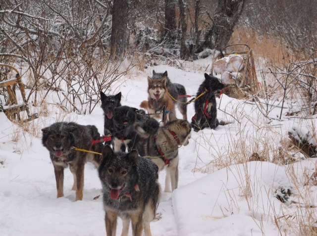 Small teams of powerful dogs are best for hauling wood.  This team is an even mix of adults and yearlings.